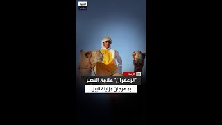 لماذا يُستخدم quotالزعفرانquot كدلالة على النصر في احتفالات الفائزين بمهرجان مزاينة الإبل بسلطنة عُمان؟ [upl. by Adrahs]