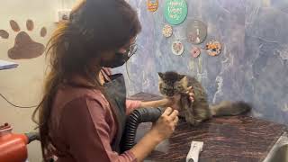 How to treat fungal infection in cats Siberian cat got ringworms  best dewormer for cats  spot on [upl. by Thekla]