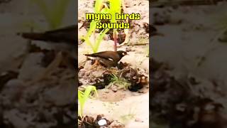 Myna bird calling shorts shortvideo bird vuthy CH [upl. by Esimorp]