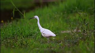 Urok Wildlife Manipur [upl. by Mikael711]