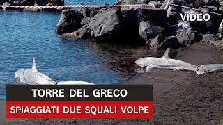 VIDEO  Due squali volpe ritrovati con le pinne legate spiaggiati a Torre del Greco [upl. by Littell]