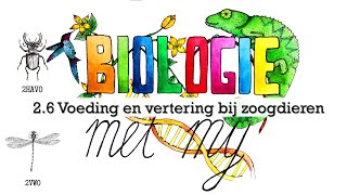 2HVG  26 Voeding en vertering bij zoogdieren [upl. by Nyledam654]