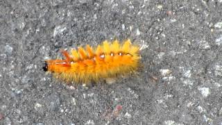 2013 08 09 Ahorneulen Raupe Acronicta aceris bei Banneick [upl. by Heyward]