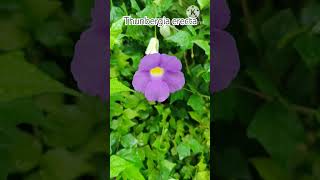 Grow Cuttings of Thunbergia erecta Plant in This Monsoon [upl. by Acissej306]