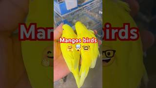 Lotino bajees birds parrot youtubeshorts viralvideo trendingshorts youtubevideo [upl. by Narud883]