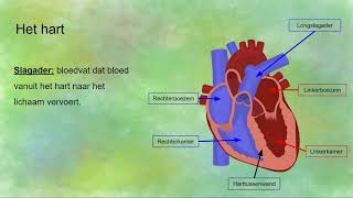 Onderdelen en werking van het hart [upl. by Dinerman3]