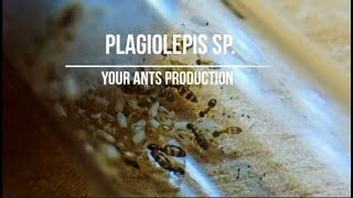 Испанские малыши plagiolepis sp [upl. by Rosalinda]