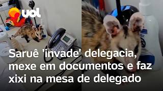 Saruê invade sala do chefe da delegacia de crimes contra animais no DF Fez xixi na minha mesa [upl. by Anilegna418]