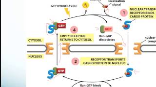 Protein Sorting and Receptor Mediated Endocytosismp4 [upl. by Culosio]