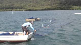 Moreton Bay Tunnel Netting [upl. by Falzetta]