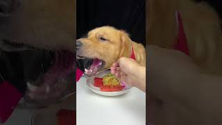 Today We Ate A New Dish With A Very Strange Color Labrador and Golden Oh My God It Smells So Good [upl. by Didier]