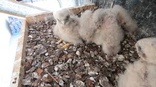 Kestrel Chicks Day 20 24November 2023 [upl. by Heger163]