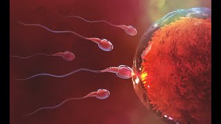 Human Fertilization 3D Animation  Human Reproduction For NEET amp AIIMS  Medical Educational Video [upl. by Eniliuqcaj750]