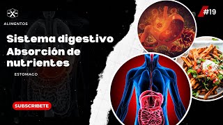 El sistema digestivo proceso de digestión y absorción de nutrientes  estomago  alimentación [upl. by Hadrian]