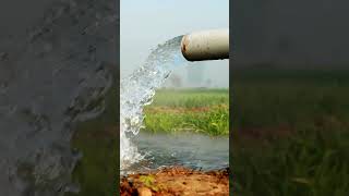 Flood Irrigation System youtubeshorts shorts flooding irrigation [upl. by Trevethick715]