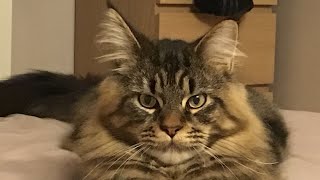 MAINE COON QUI MIAULE 🥰🥰🥰🥰🥰🥰🥰🥰🥰 [upl. by Anuahc]