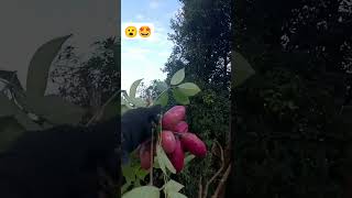 Akebia trifoliata गोफला 😘🤩 mrbeast shorts [upl. by Yug]