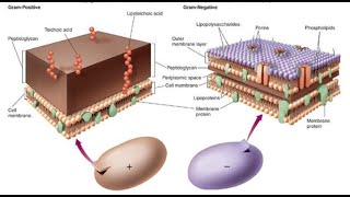 Grampositive Vs Gramnegative bacteria in NEPALI [upl. by Bathsheba]