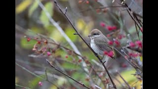 Redbacked shrike  3rd for Denmark [upl. by Eniretak]