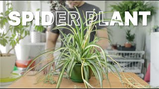 spider plant  Repotting  Care Guide [upl. by Senga203]