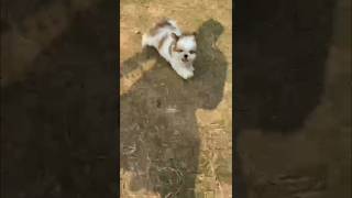 shuh Tzu dog doglover music cute video breed puppy breed viralvideo pets cutedog [upl. by Tiersten758]