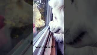 Samoyeds vs fly [upl. by Keary]