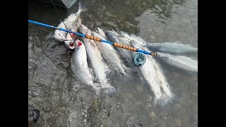 2024 July Kenai River Reds [upl. by Nellir789]