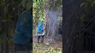 Cutting down trees clean up house cleanup cuttingdown clean [upl. by Niotna]