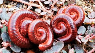 Millipedes 2millipede frog nature babyanimals [upl. by Tuddor581]