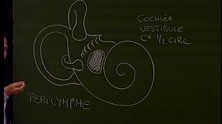 TC 6  Anatomie de loreille interne  Anatomie du pharynx Anatomy of the inner ear and pharynx [upl. by Ayaet]