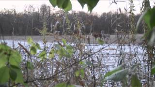 Babe Winkelmans Outdoor Secrets  Family Farm Whitetails [upl. by Ahsitahs659]