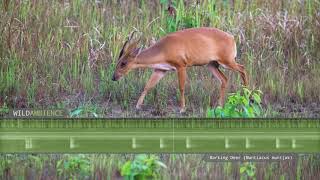 Barking Deer Sounds  A muntjac deer calls at night in Thailands rainforest [upl. by Etam]