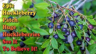 How To Identify Huckleberries And Huckleberry Bushes  Best Huckleberry Patch  HUGE HUCKLEBERRIES [upl. by Hjerpe]