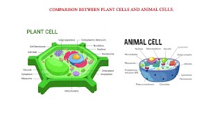 Comparison between plant cells and animal cells [upl. by Yenrab]