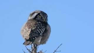 Northern Hawk Owl in SaxZim Bog [upl. by Adnarem]