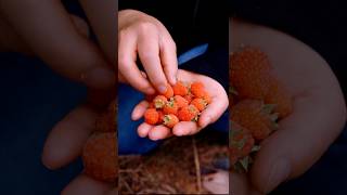 Raspberry Harvesting and Fresh Vegetable Harvest shorts ytshorts farming [upl. by Id42]