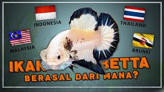 Sejarah Asal Usul dan Fakta Ikan Laga  Ikan Betta  Ikan Cupang  EP15 HOBI [upl. by Cavuoto]