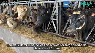 Produire de la viande en élevage laitier grâce au croisement Angus [upl. by Xavier]