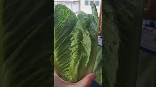 Just found this brand of romaine lettuce at Walmart Great lettuce with lots of olive oilof course [upl. by Eille]