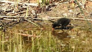 Waterhoen met kuikens  Moorhen with chicks [upl. by Llertnauq623]