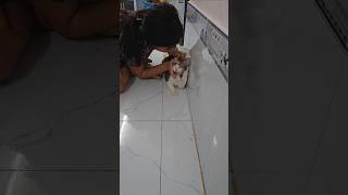 How to make cats release insects  cứu thằn lằn và cái kết cat cute animals khethui [upl. by Samale]