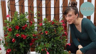 Mandevilla sanderi  how to growrocktrumpettropical climbersplant profile [upl. by Bondy958]