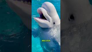 Here’s The Difference Between Dolphins and Belugas [upl. by Ecnarwal]