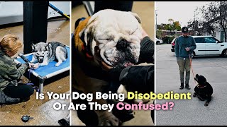 DogVlog 174  Is Your Dog Being Disobedient or Are They Confused [upl. by Aivil]