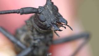 Longhorn Beetle Monochamus grandis ヒゲナガカミキリ♂の歩行・手乗り [upl. by Laurice]