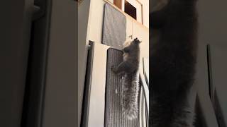 Full video up now Billy makes his nest squirrel home [upl. by Ginzburg91]