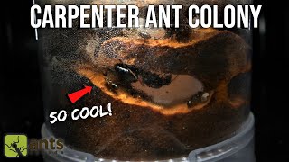 THE COOLEST ANT FARM IVE EVER BUILT Carpenter Ants Living in Wood [upl. by Arem]