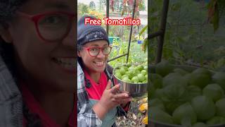 How I got FREE Tomatillos shorts [upl. by Ytissac868]