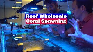 Coral Spawning in the Aquarium with Reef Wholesale [upl. by Niwrek]