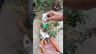 Before Winter Rose Plant Care Tips [upl. by Ayian394]